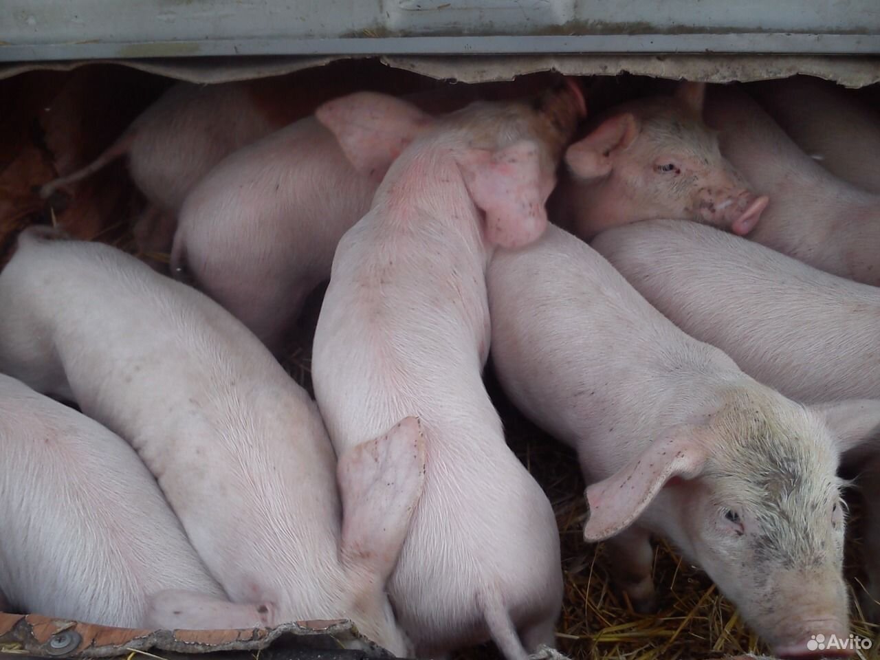 Волгоградские свиньи. Свиноводство в Чувашии. Район поросята.. Свинья Цивильской породной группы. Продаю свиней на доращивание.