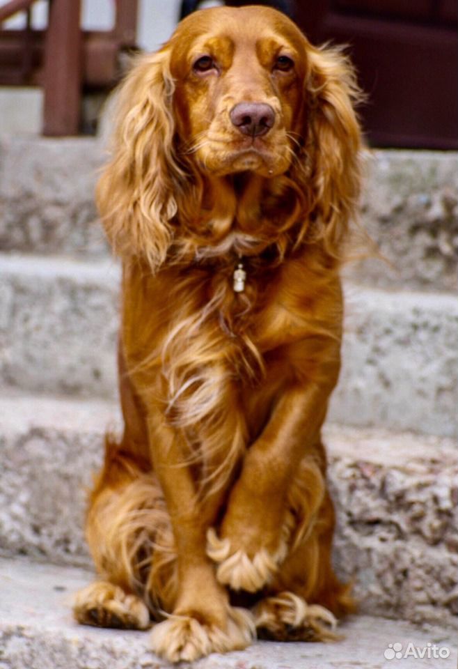 Вязка спаниелей. Вязка спаниелей. Тримминг английского кокер спаниеля. Вязка спаниелей. Английский кокер-спаниель породы охотничьих собак.