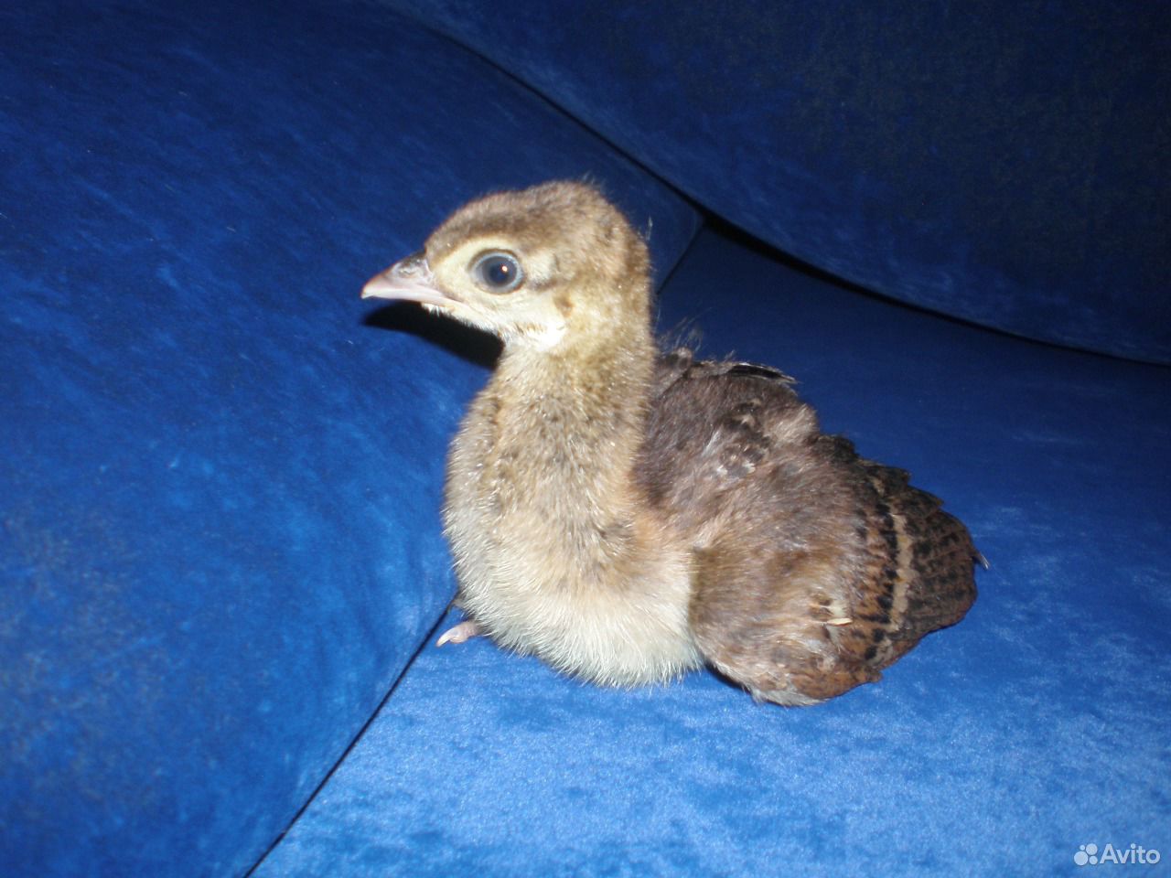 Птенец павлина фото как выглядит