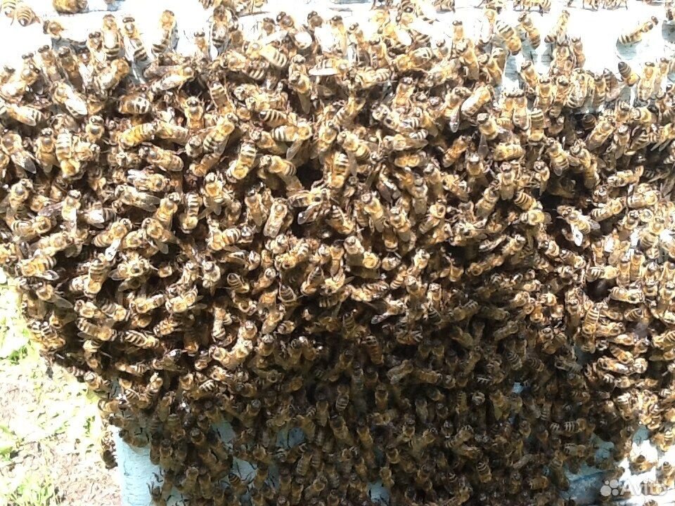 Пчелиная семья купить на Зозу.ру - фотография № 2