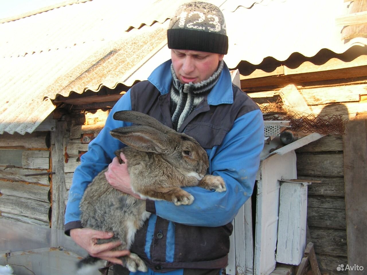 Кролики на племя и мясо кроликов купить на Зозу.ру - фотография № 5