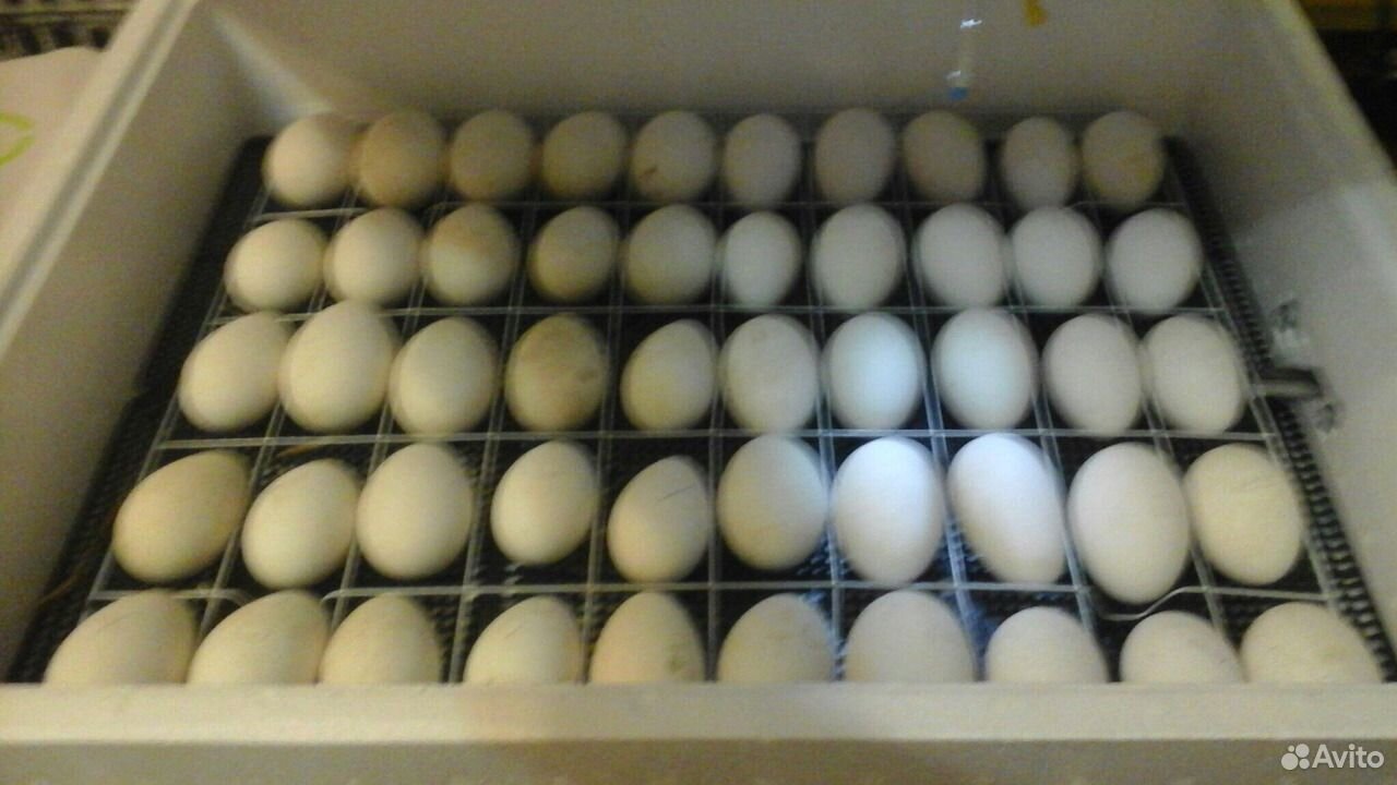 Купить яйцо инкубационное в нижегородской. Яйцо гусиное инкубационное. Инкубация гусиных яиц, яиц. Инкубационное яйцо гуся племзаводов.
