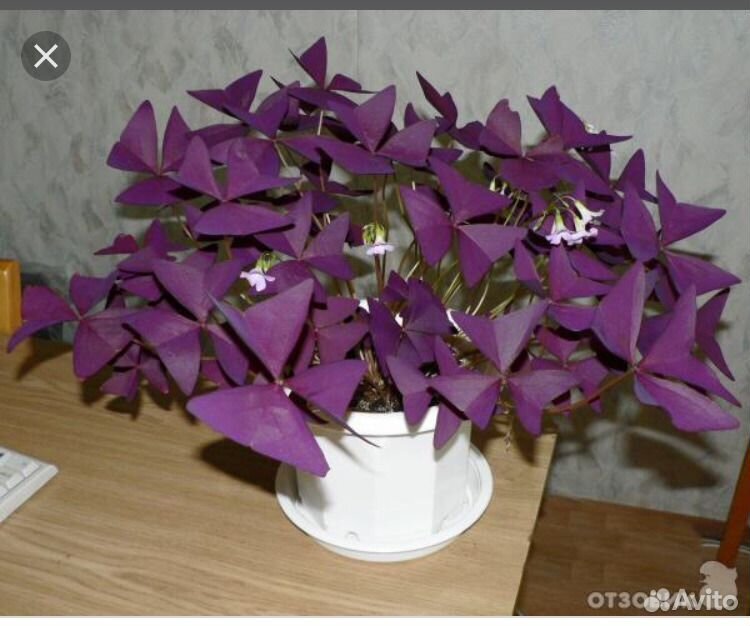 Как называется открывающийся цветок. Кислица треугольная (Oxalis triangularis). Кислица фиолетовая оксалис. Цветок бабочка Кислица. Оксалис Кислица треугольная фиолетовая.