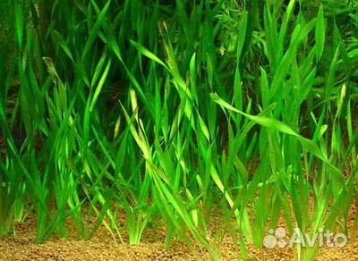 Продам излишки аквариумной травы Рыбок купить на Зозу.ру - фотография № 2