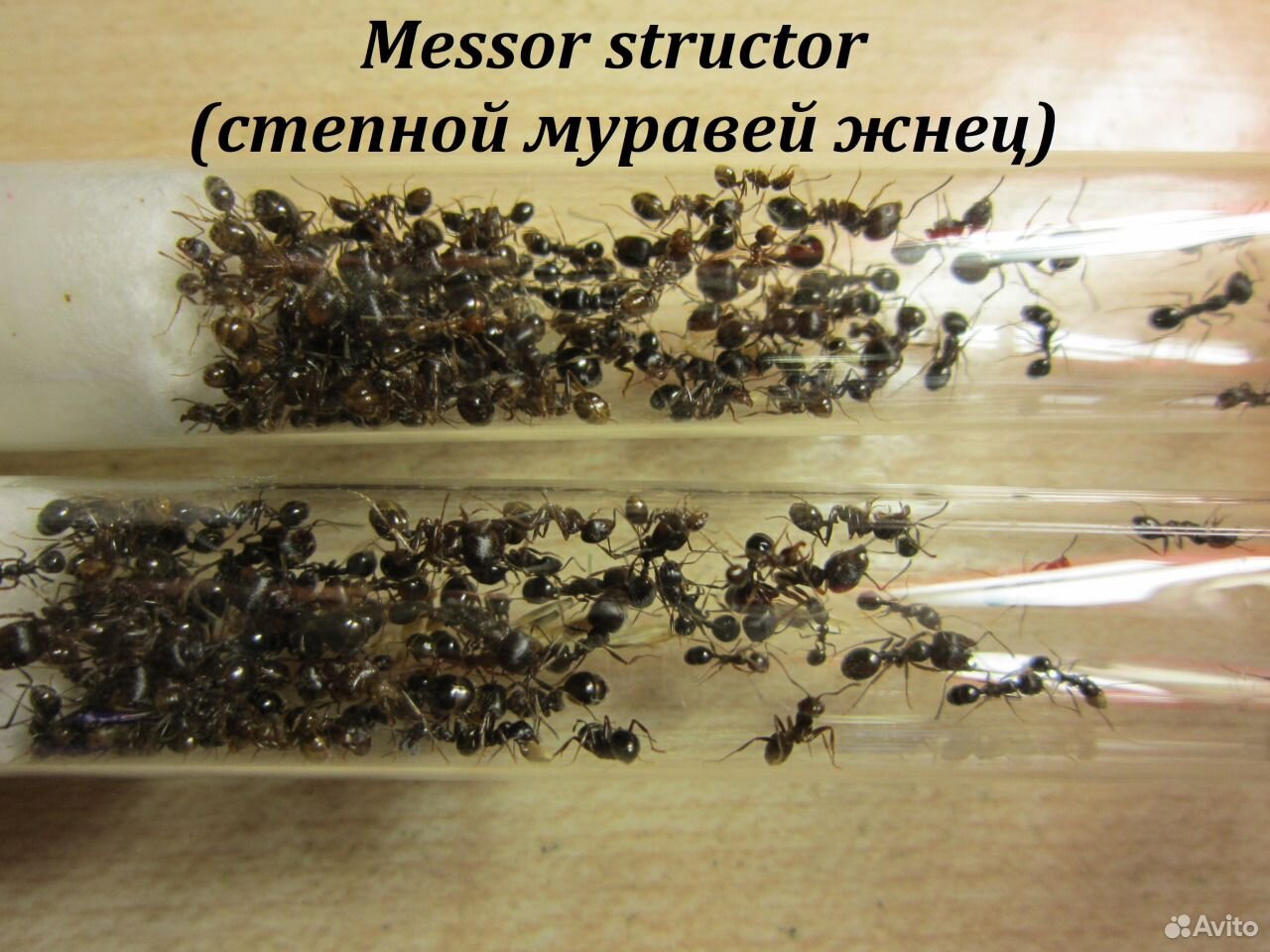 Messor structor-степной муравей жнец купить на Зозу.ру - фотография № 1