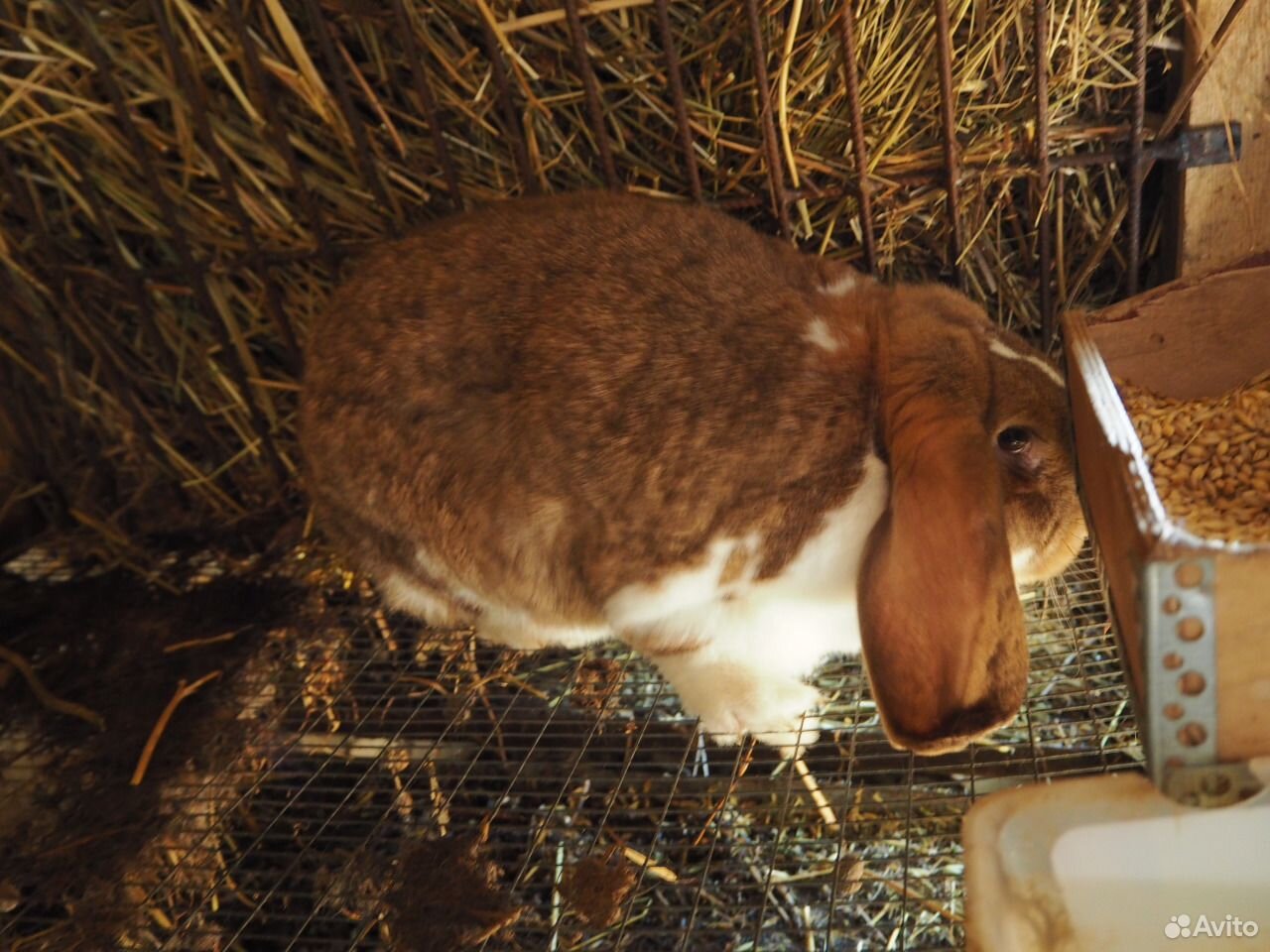 Крольчата Французский баран купить на Зозу.ру - фотография № 7