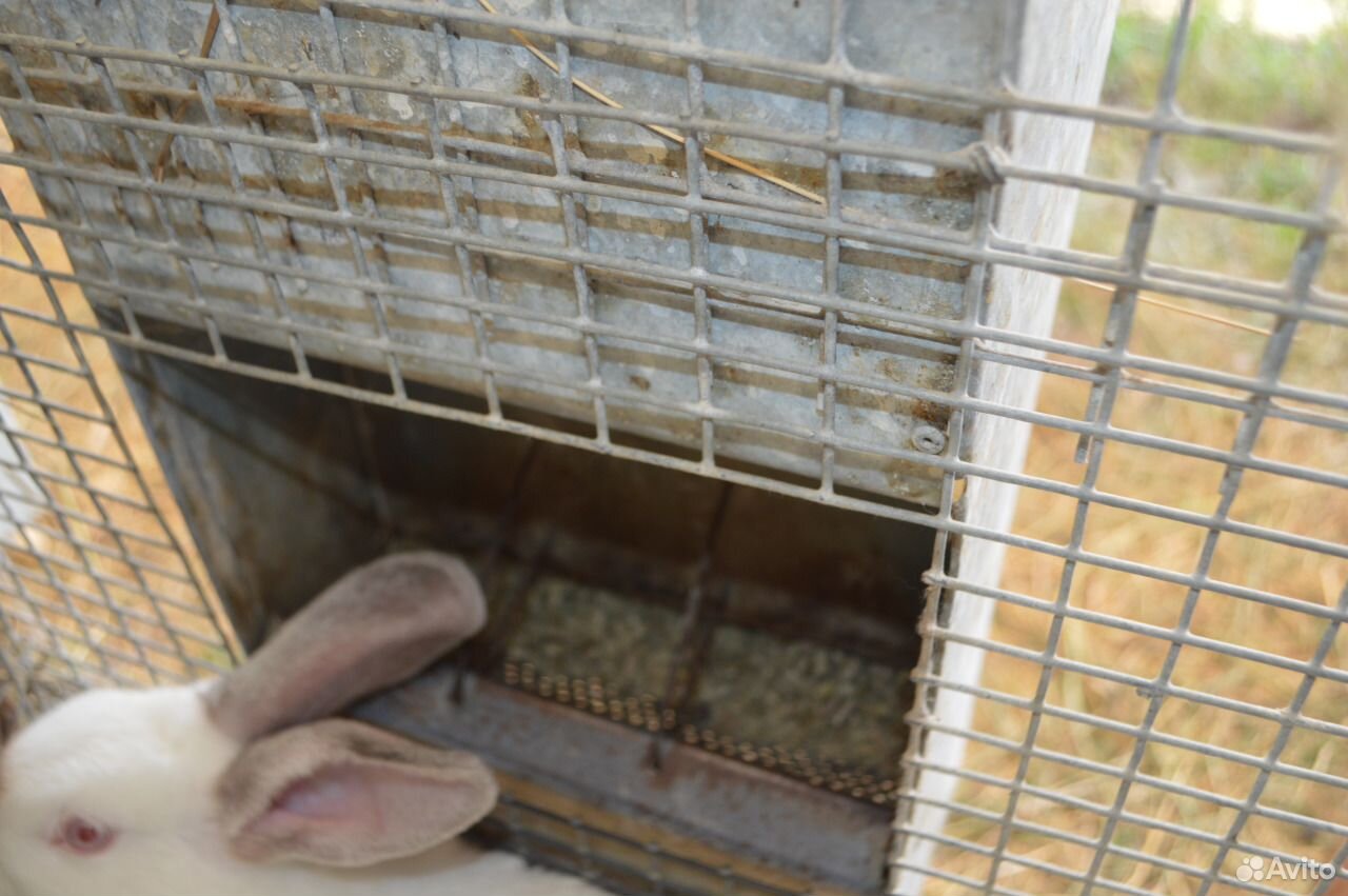 Содержание животных клетки для кроликов купить на Зозу.ру - фотография № 5