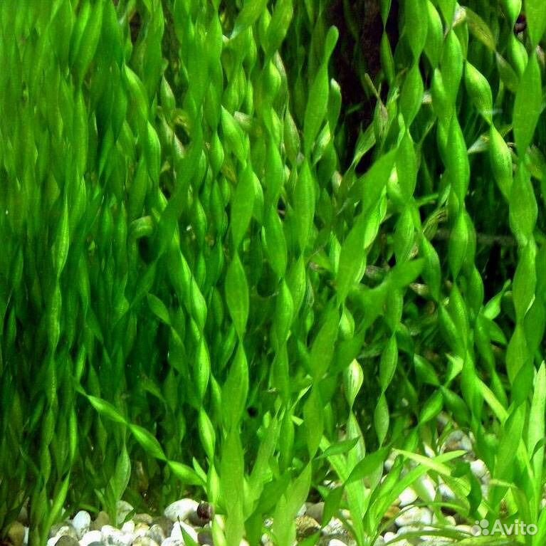 Продам излишки аквариумной травы Рыбок купить на Зозу.ру - фотография № 6