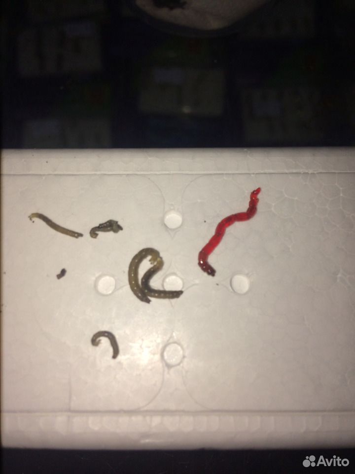 ÐÐ¾ÑÑÐ»Ñ Ð·ÐµÐ»ÐµÐ½ÑÐ¹ â ÑÐ¾ÑÐ¾Ð³ÑÐ°ÑÐ¸Ñ â6