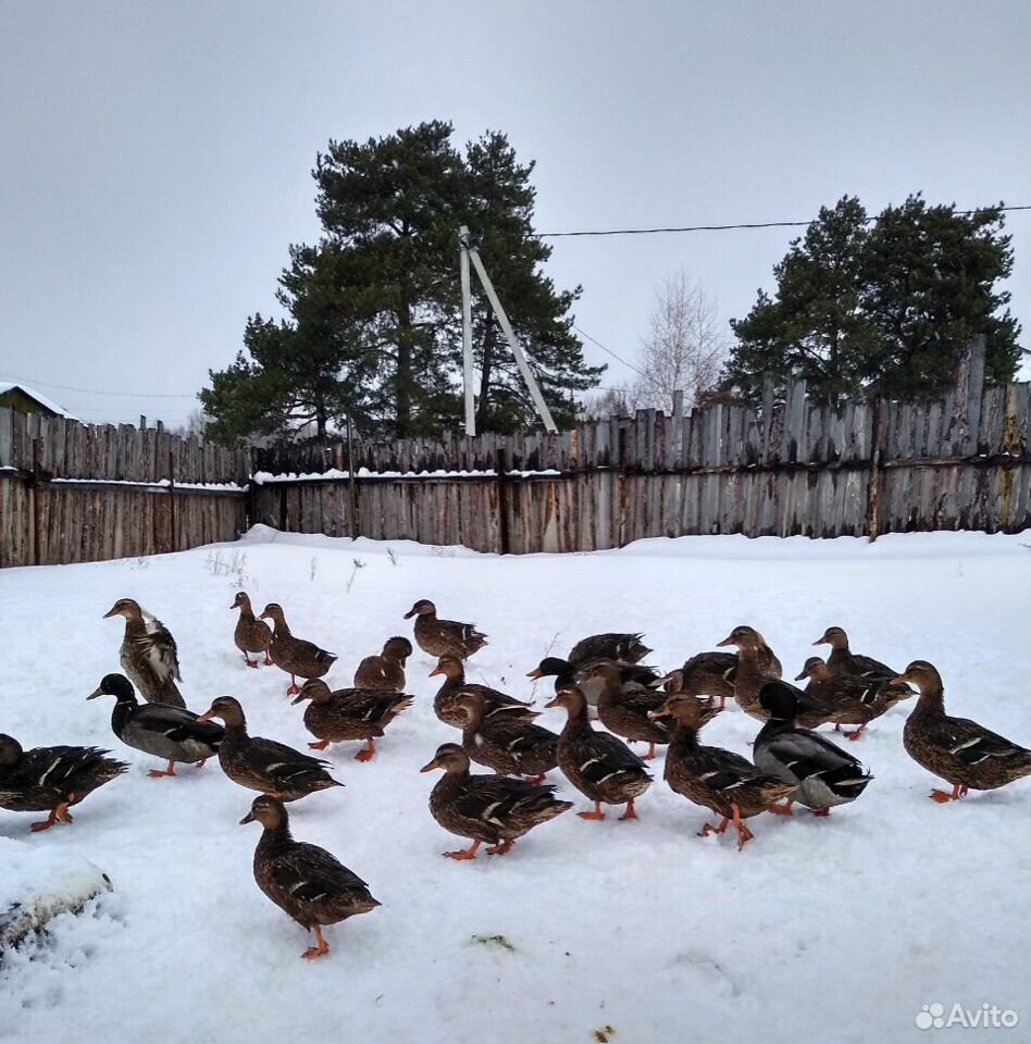 Подсадная утка на авито