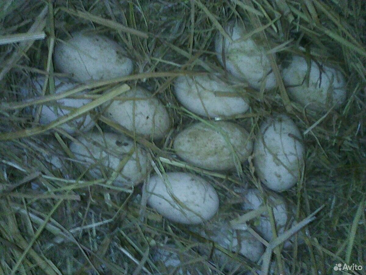 Инкубационное яйцо гусей линда купить на Зозу.ру - фотография № 1