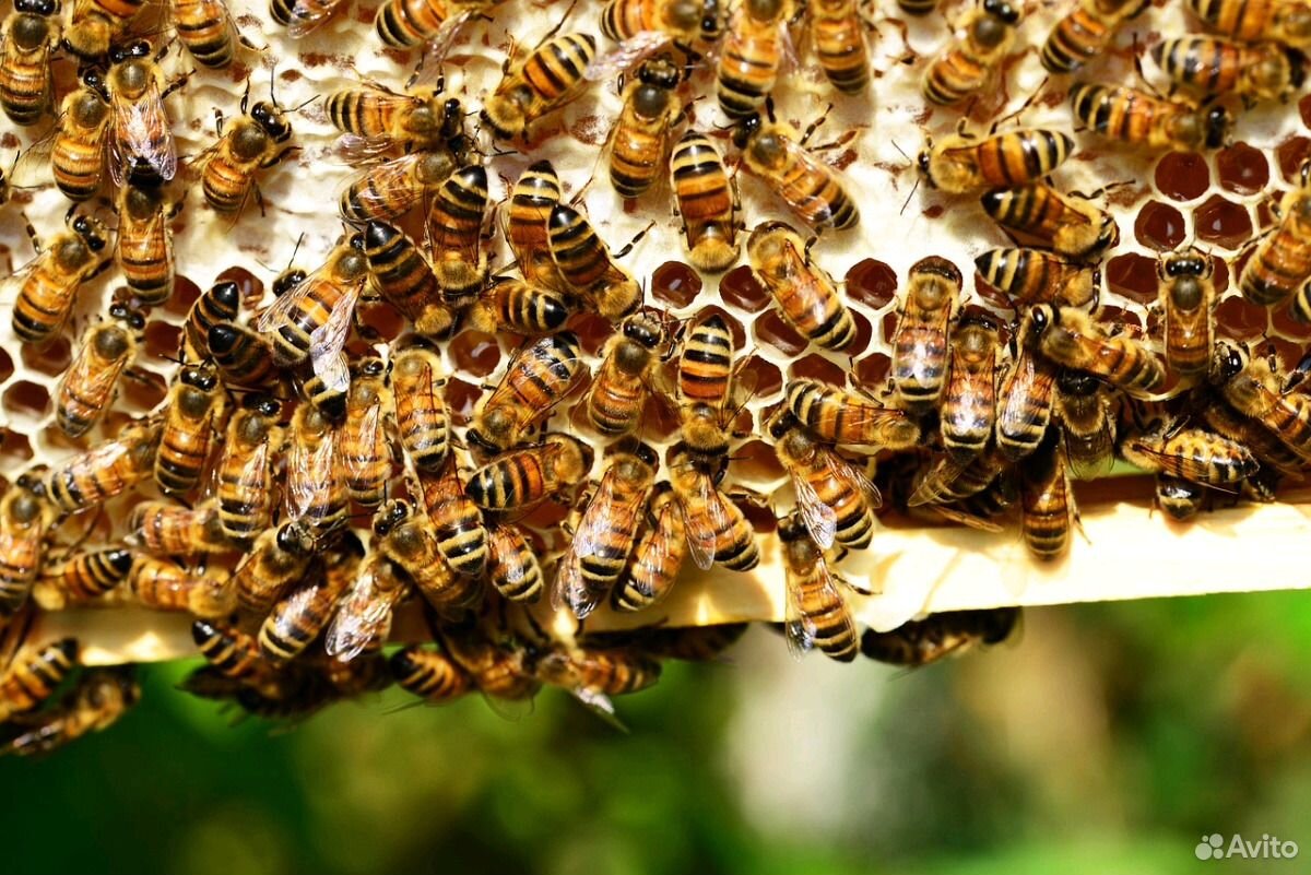 Пчелосемьи на рамках,сильные купить на Зозу.ру - фотография № 1