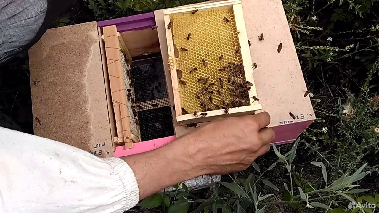 Продам маточники,плодные матки 2020 года.(пчелы) купить на Зозу.ру - фотография № 2