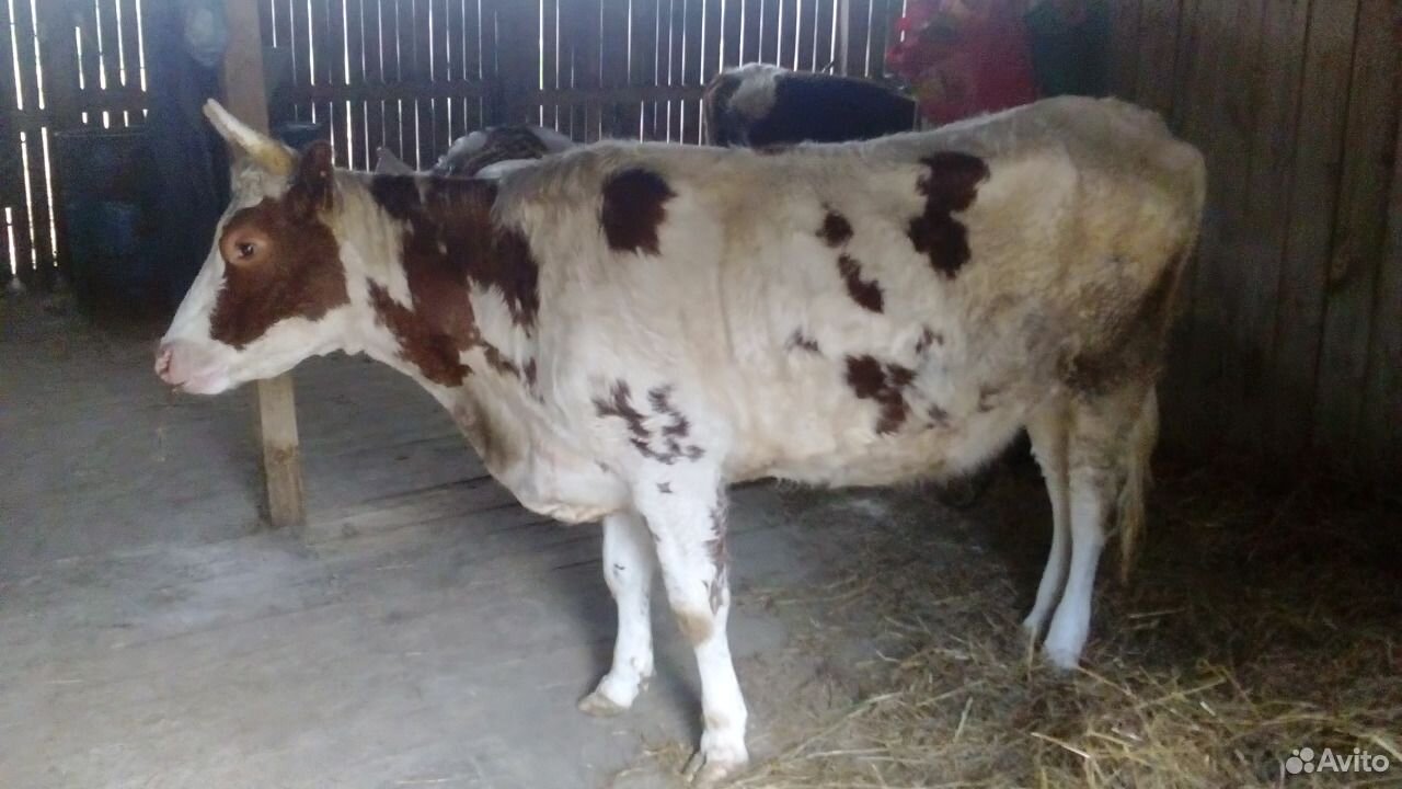 Кфх продаёт айширские стельные нетели и коровы купить на Зозу.ру - фотография № 3