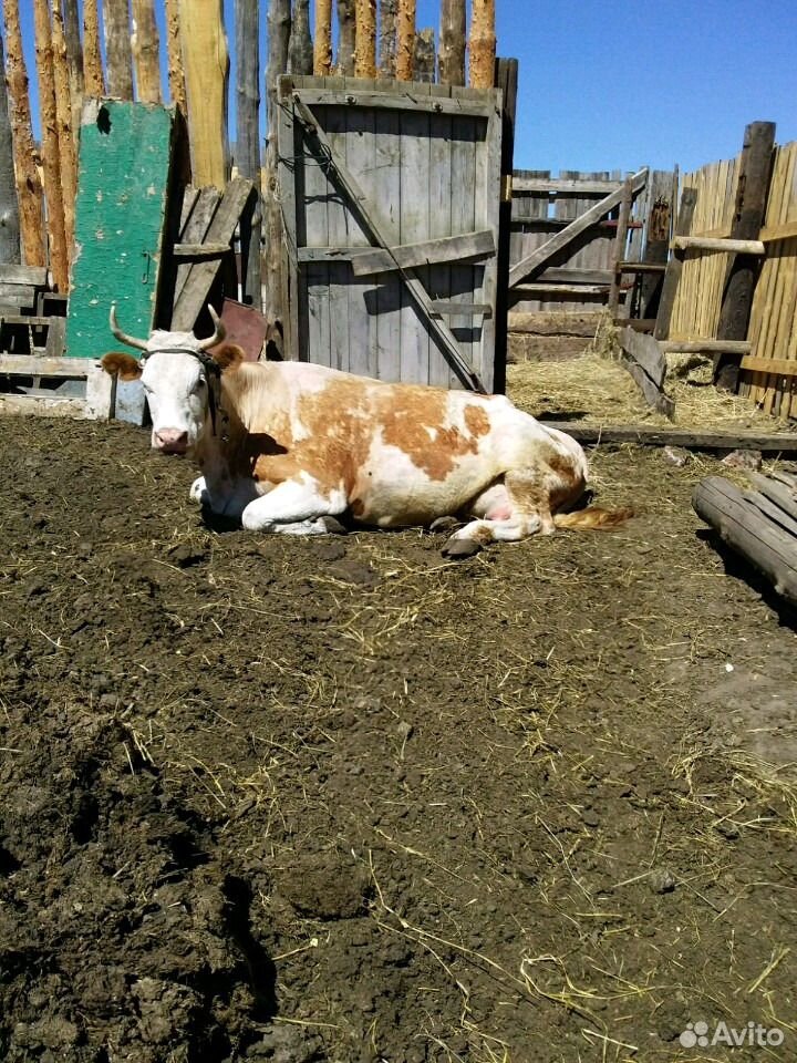 Коровы-цена договорная купить на Зозу.ру - фотография № 2