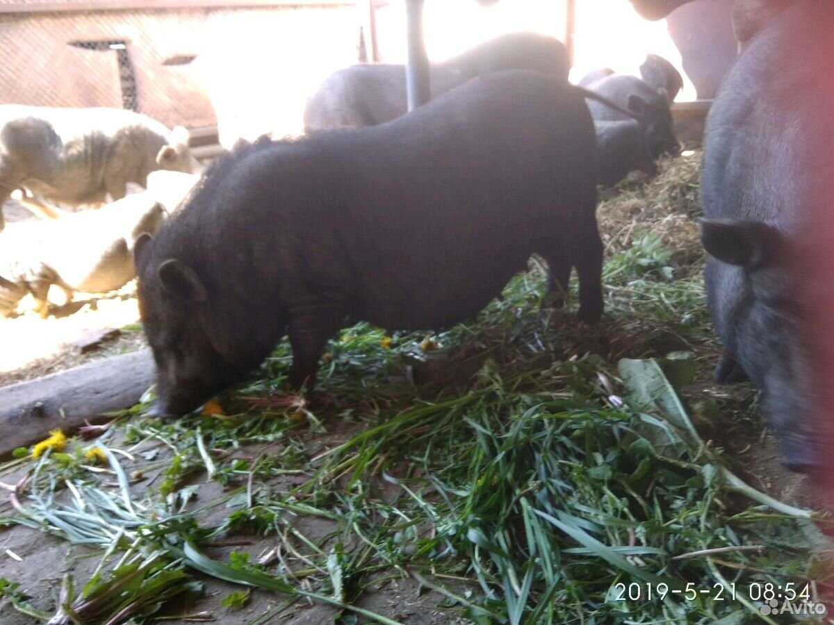 Свинюшки " Вьетнамки" купить на Зозу.ру - фотография № 4