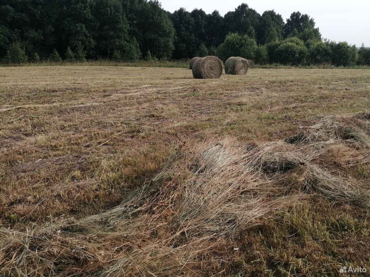 Продам таёжное сено урожай 2019 года в рулонах купить на Зозу.ру - фотография № 3