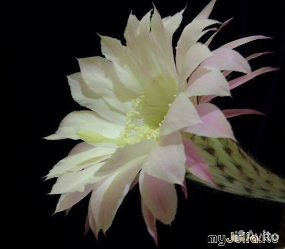 Кактусы Эхинопсис цветки крупные белые и розовые купить на Зозу.ру - фотография № 2
