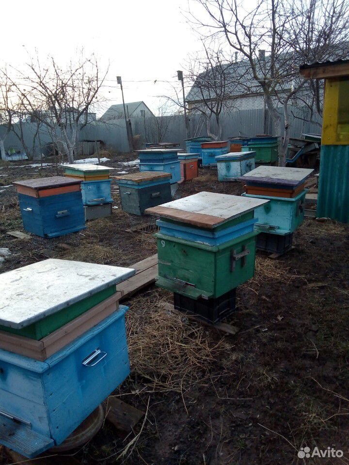 Улей с пчелами + корпус на 12рамок купить на Зозу.ру - фотография № 1