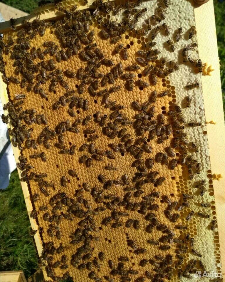 Качественные пчелопакеты-2020 купить на Зозу.ру - фотография № 3