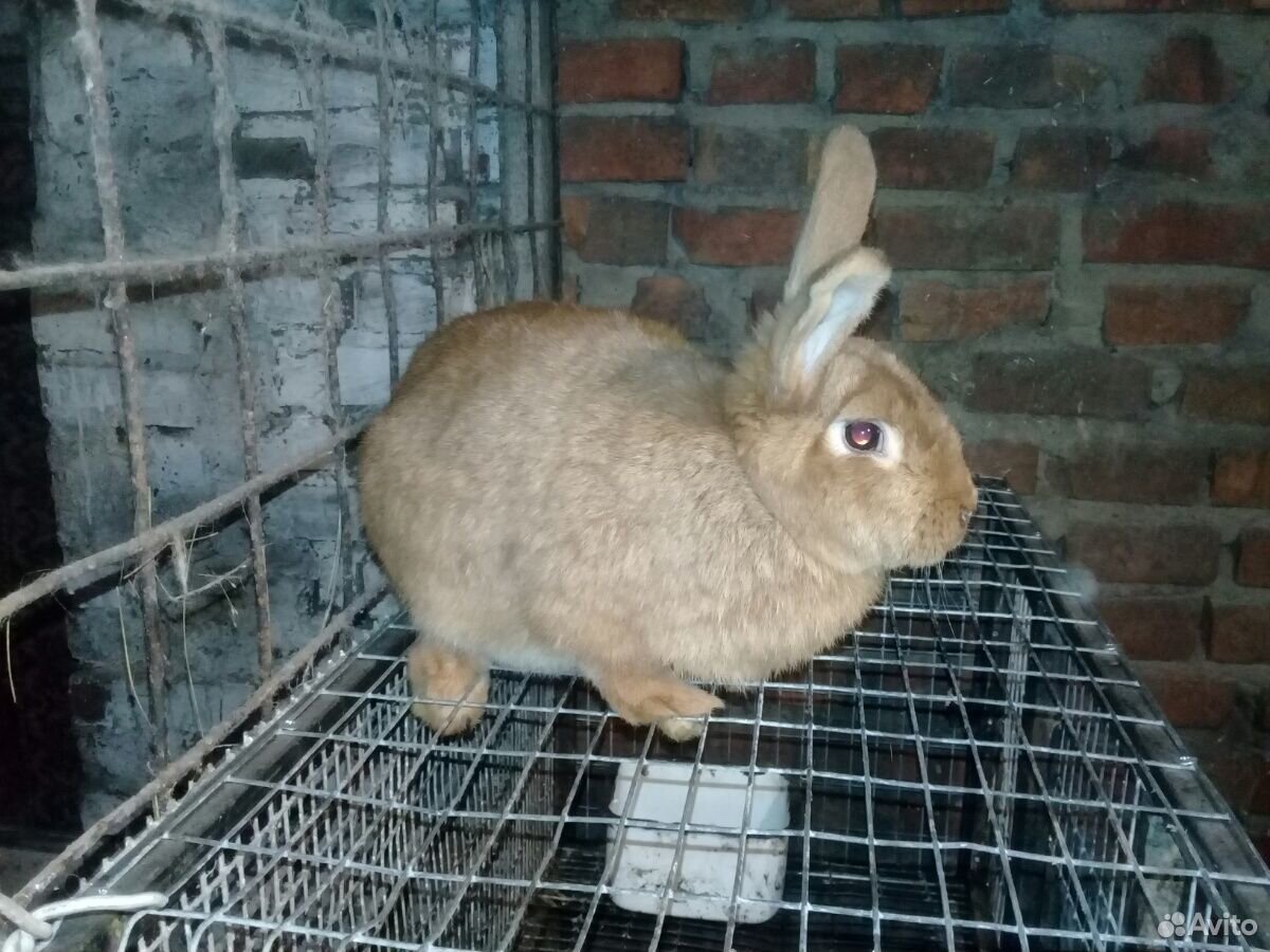 Кормушки для кролика кролиха тоже продается навази купить на Зозу.ру - фотография № 5
