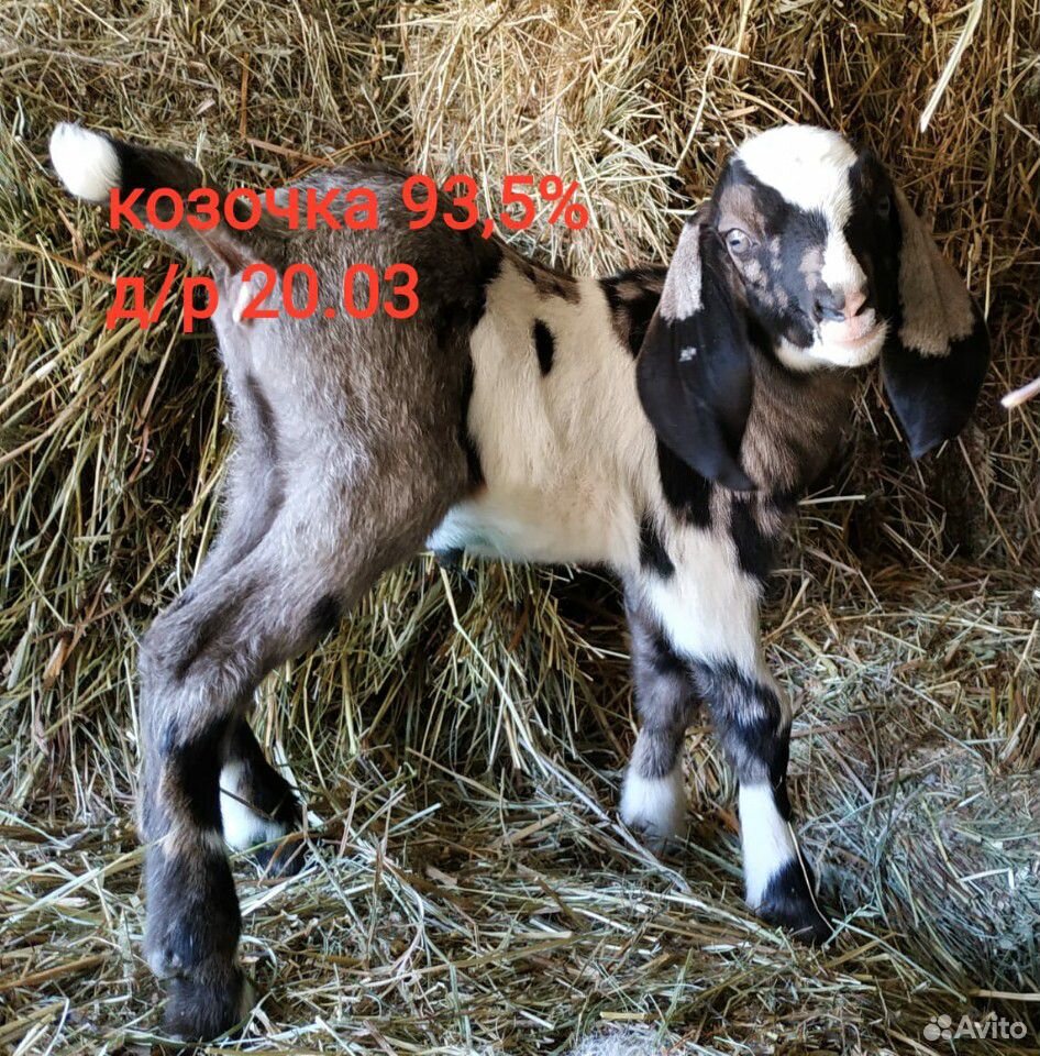 Супер нубийские козы купить на Зозу.ру - фотография № 2