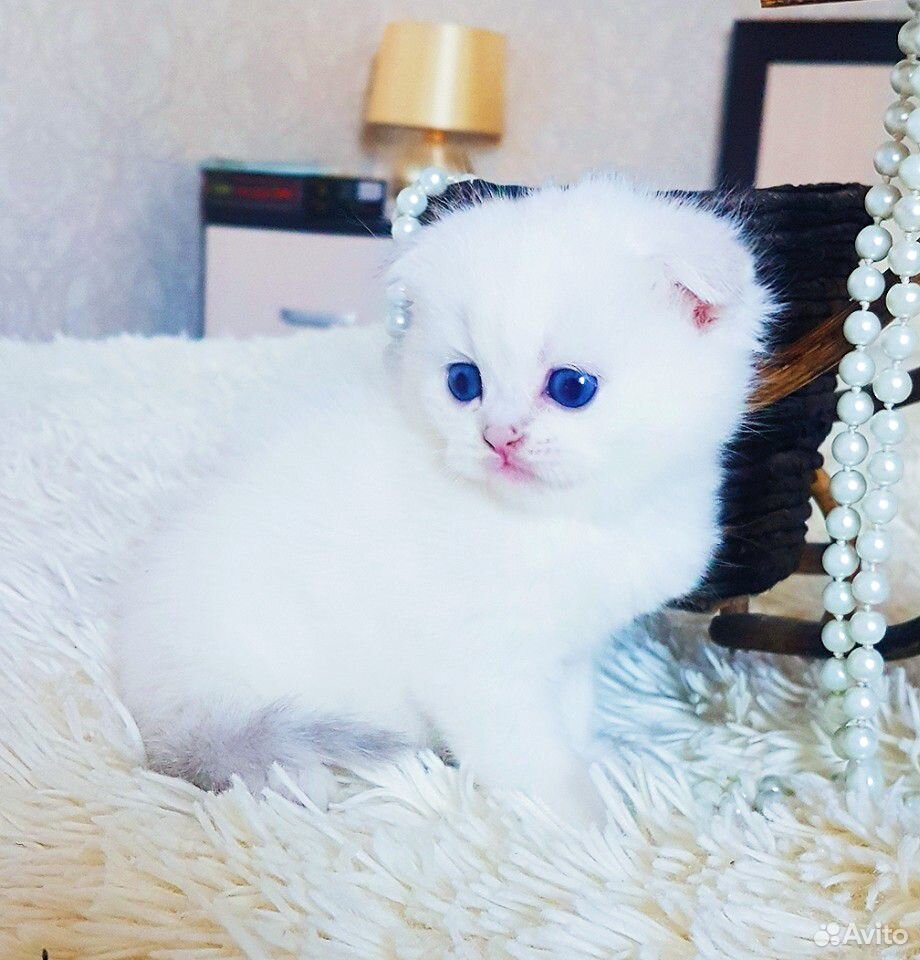 Прекрасный плюшевый котик с синими глазками купить на Зозу.ру - фотография № 7
