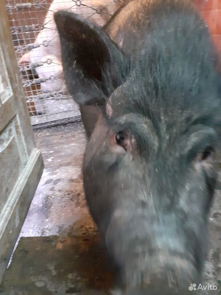 Вьетнамская свинья купить на Зозу.ру - фотография № 5