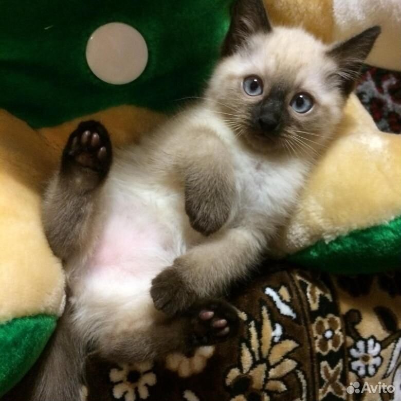 Чистокровные тайские котята купить на Зозу.ру - фотография № 8