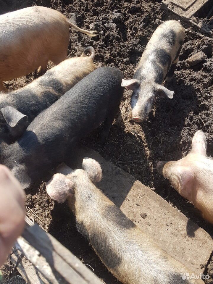 Свиньи поросята купить на Зозу.ру - фотография № 2
