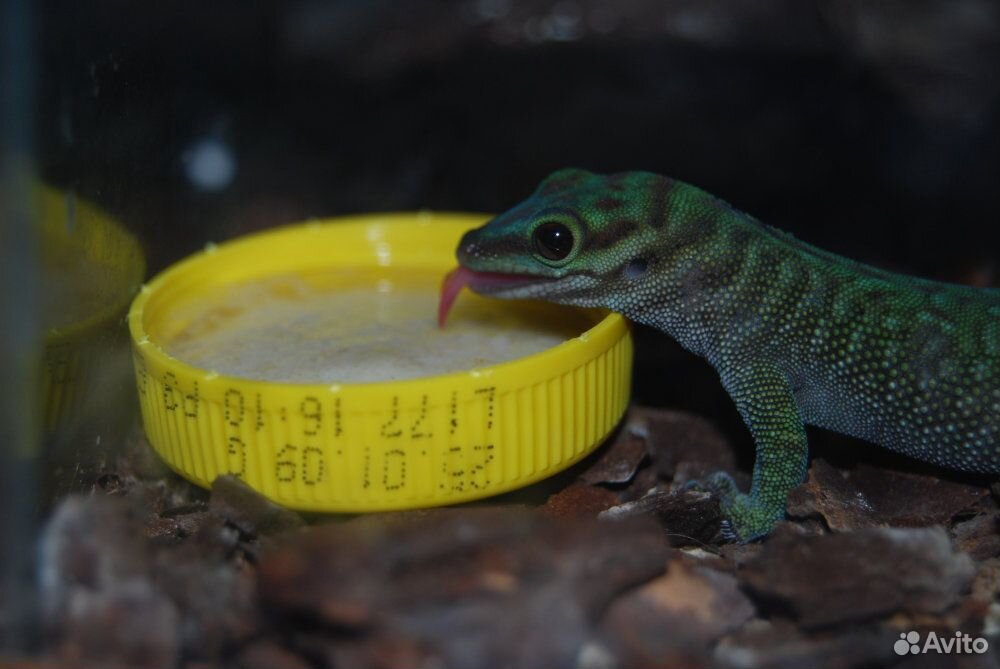 Мадагаскарский геккон купить на Зозу.ру - фотография № 2