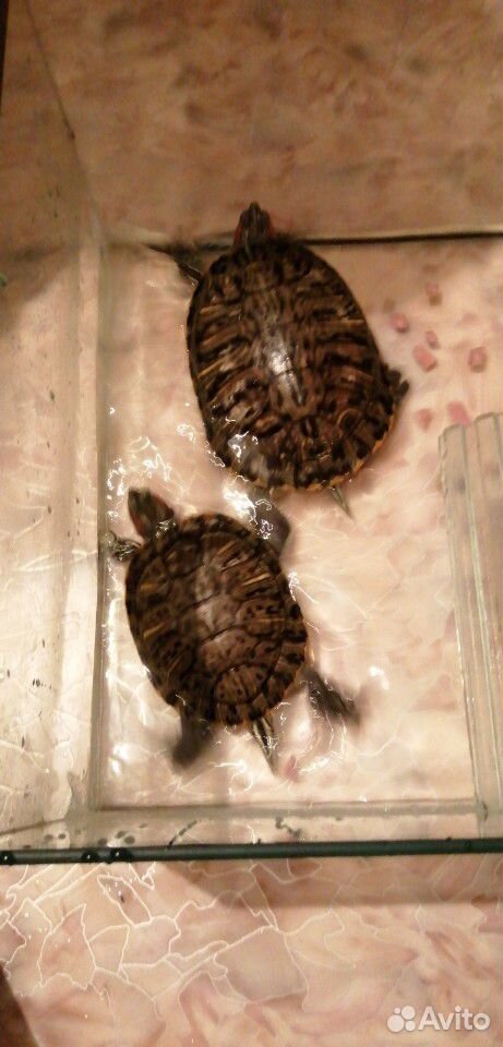 Черепахи самка большая самец по меньше купить на Зозу.ру - фотография № 2