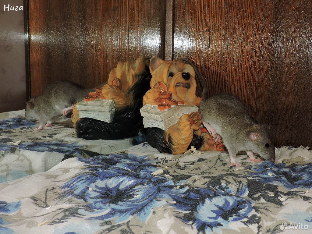 Подрощенные дамбо крыски девочки купить на Зозу.ру - фотография № 5