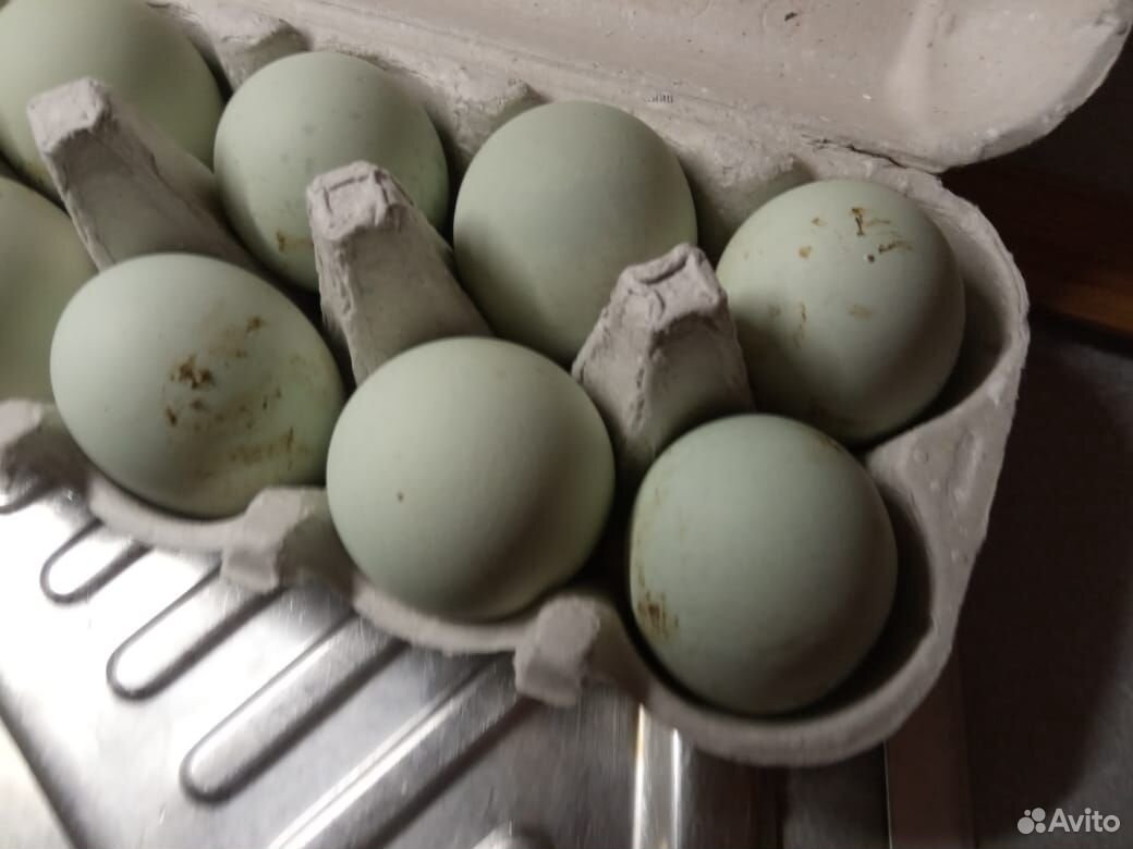 Яйца пасхальных кур купить на Зозу.ру - фотография № 3