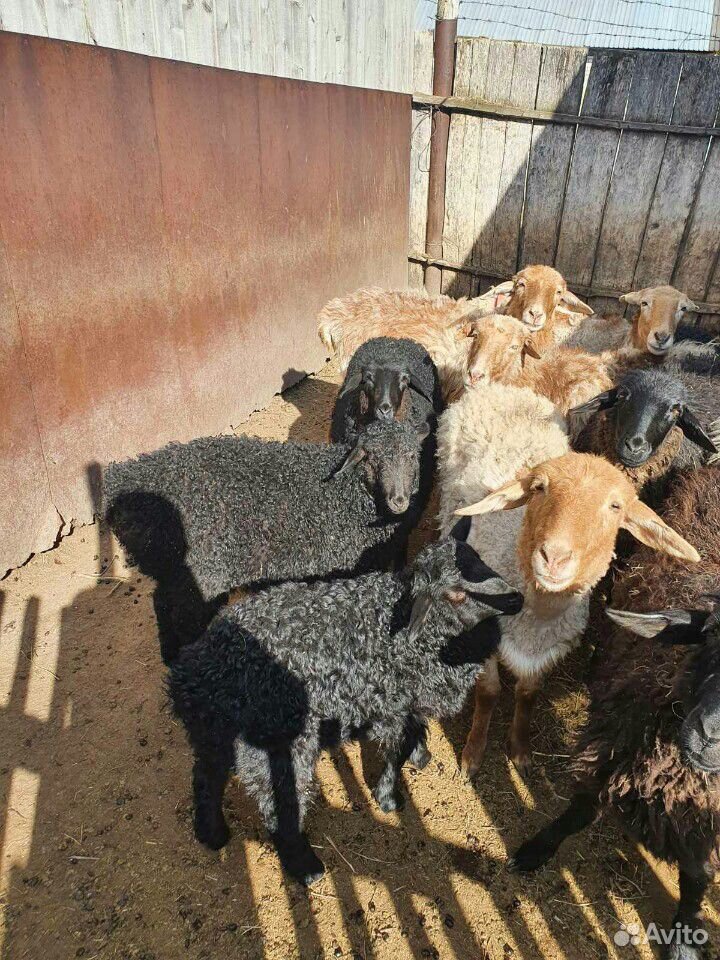 Продам овцематок с ягнятами на племя курдючные купить на Зозу.ру - фотография № 1
