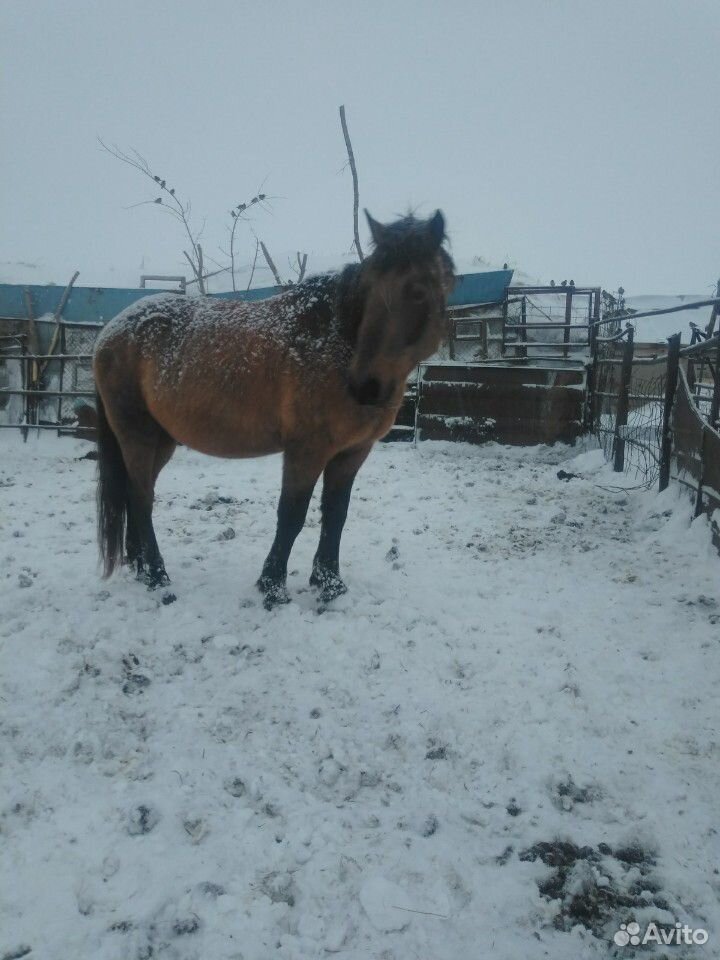 Лошадь обученный в круг жеребец купить на Зозу.ру - фотография № 1