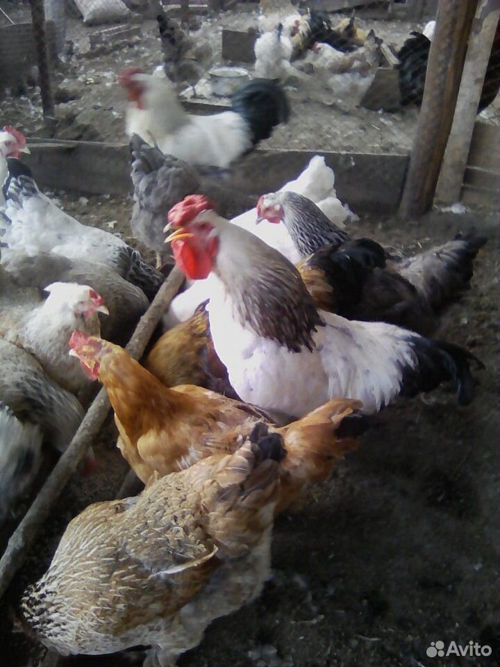 Цыплята крупной породы" купить на Зозу.ру - фотография № 5