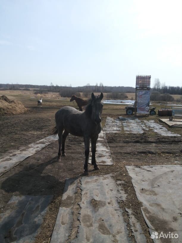Продам лошадей купить на Зозу.ру - фотография № 4