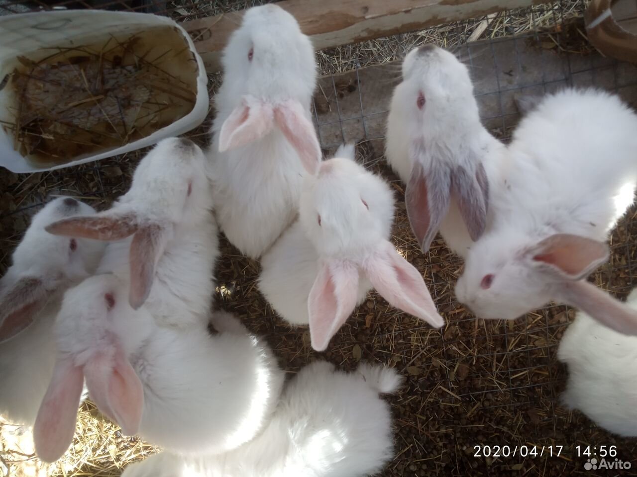 Кролики выликаны купить на Зозу.ру - фотография № 2