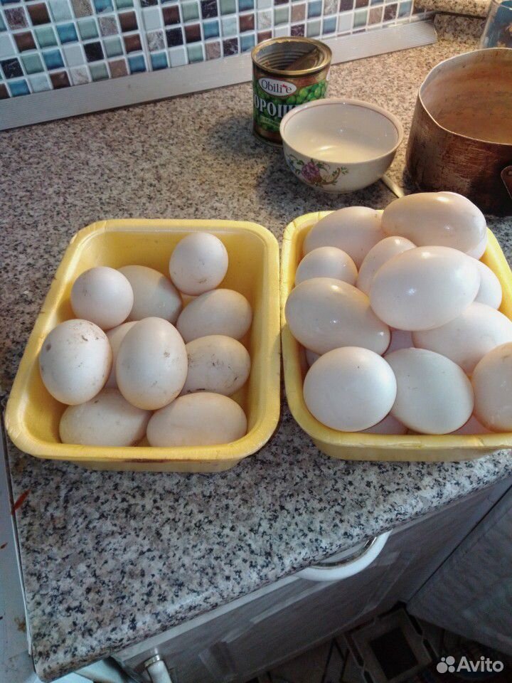 Яйца инкубацыонные индоутка купить на Зозу.ру - фотография № 1