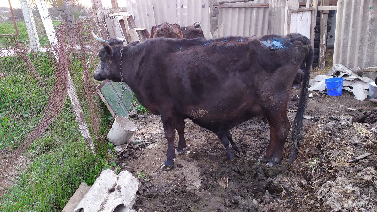 Корова с бычком купить на Зозу.ру - фотография № 5