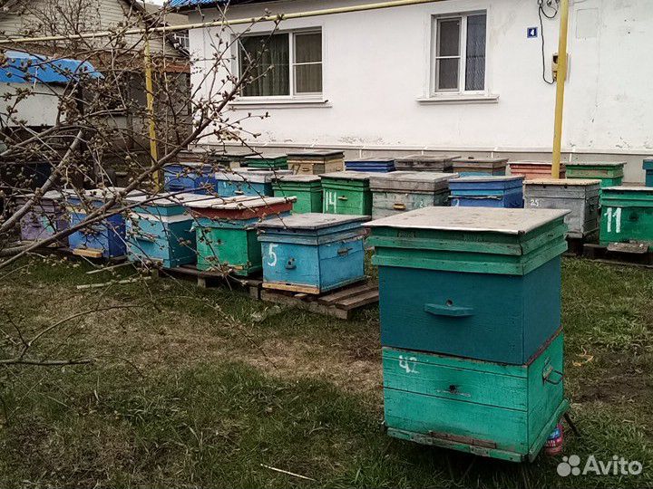 Прадаются пчелосемьи купить на Зозу.ру - фотография № 1
