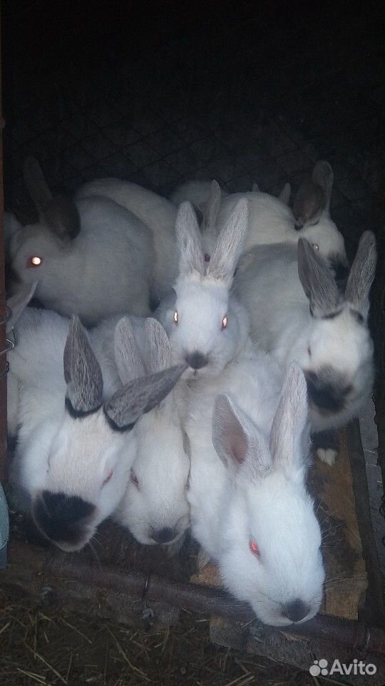 Кролики молодняк купить на Зозу.ру - фотография № 1
