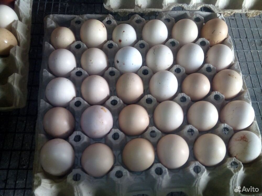 Инкубационные яйца купить на Зозу.ру - фотография № 1