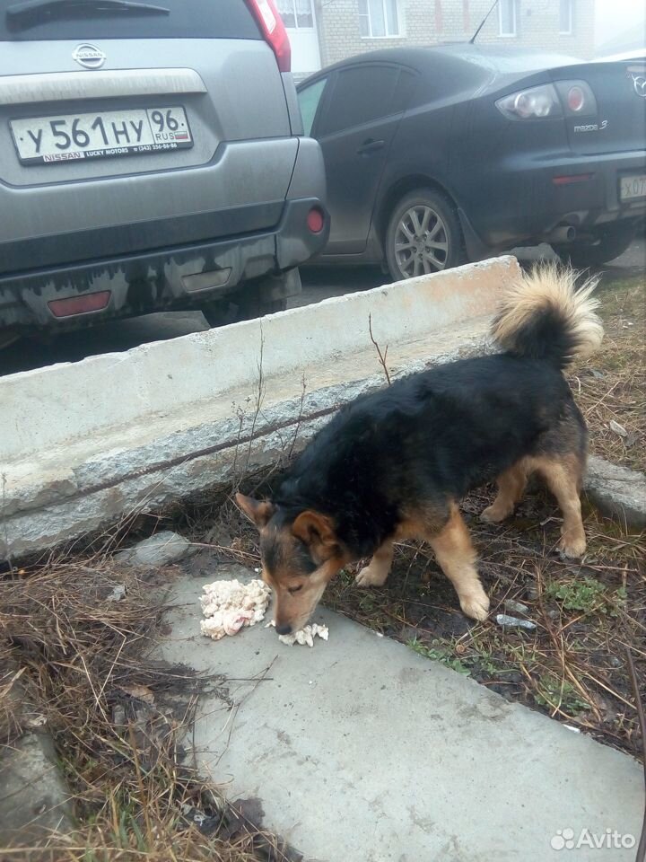 Собачка бездомыш купить на Зозу.ру - фотография № 5