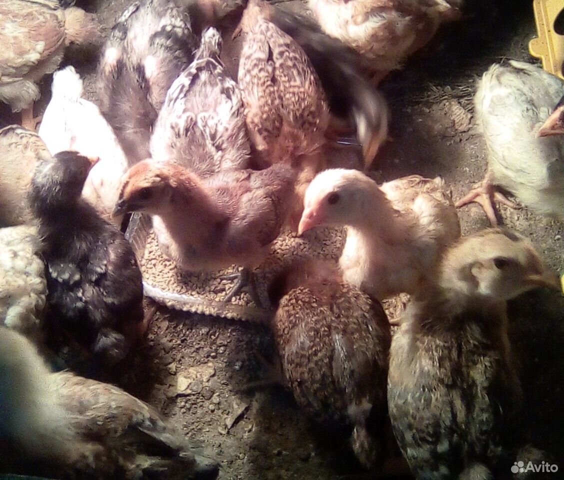 Цыплята домашние возраст 2 недели купить на Зозу.ру - фотография № 1