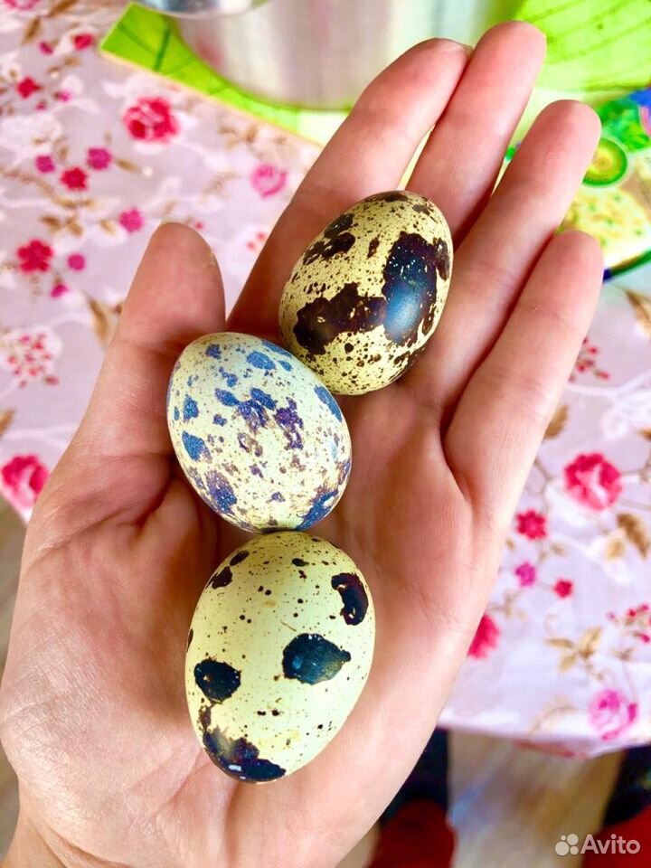 Яйца перепелиные инкубационное купить на Зозу.ру - фотография № 1