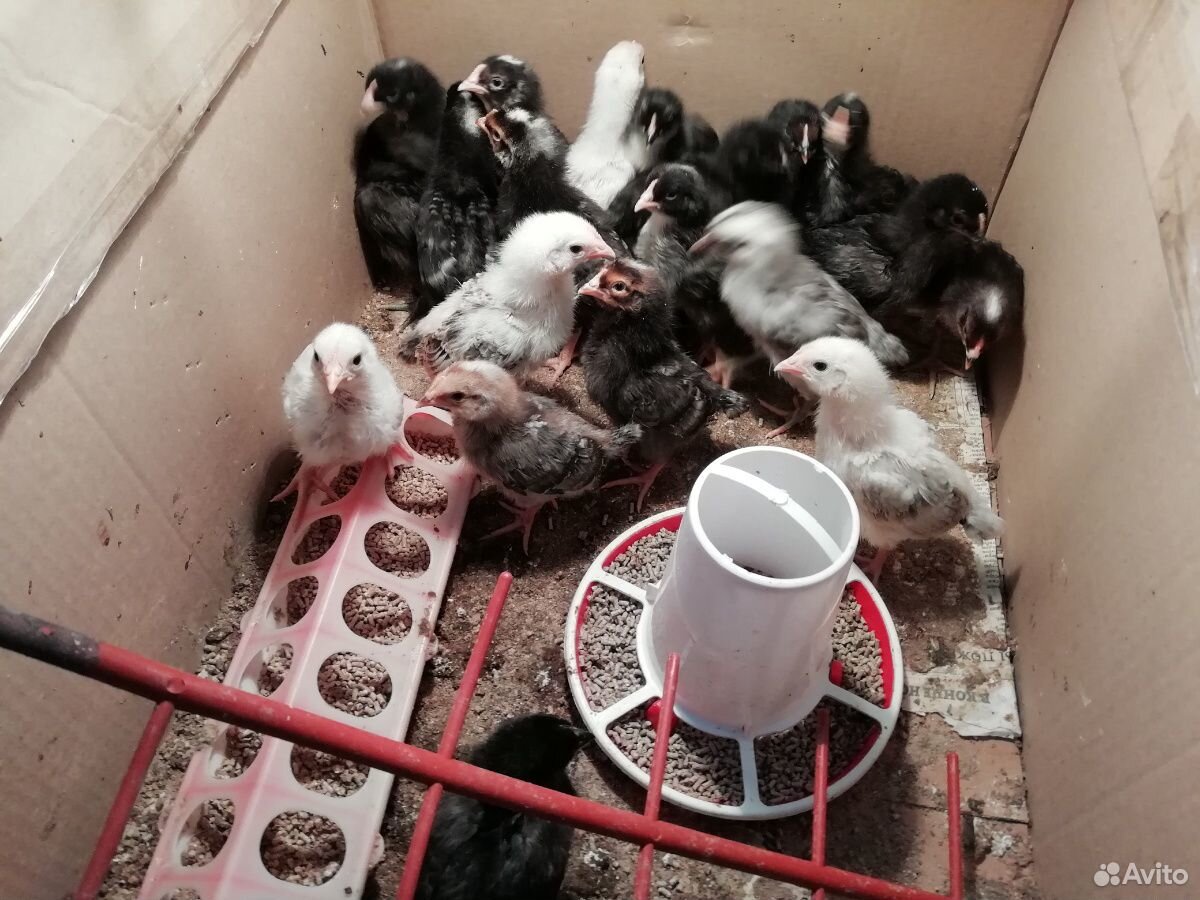 Куры, цыплята несушки (10суток) купить на Зозу.ру - фотография № 2