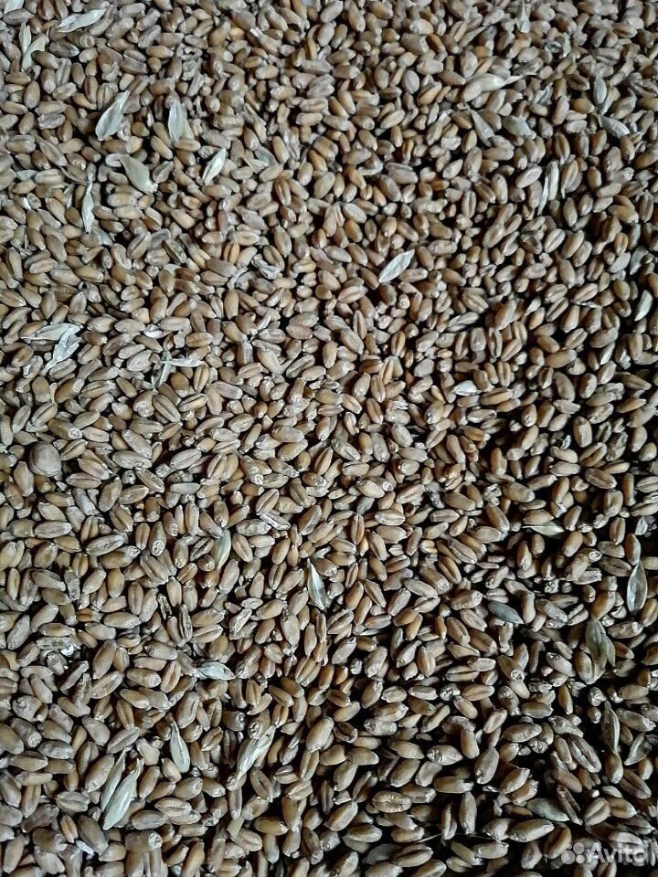 Пшеница, соя купить на Зозу.ру - фотография № 1
