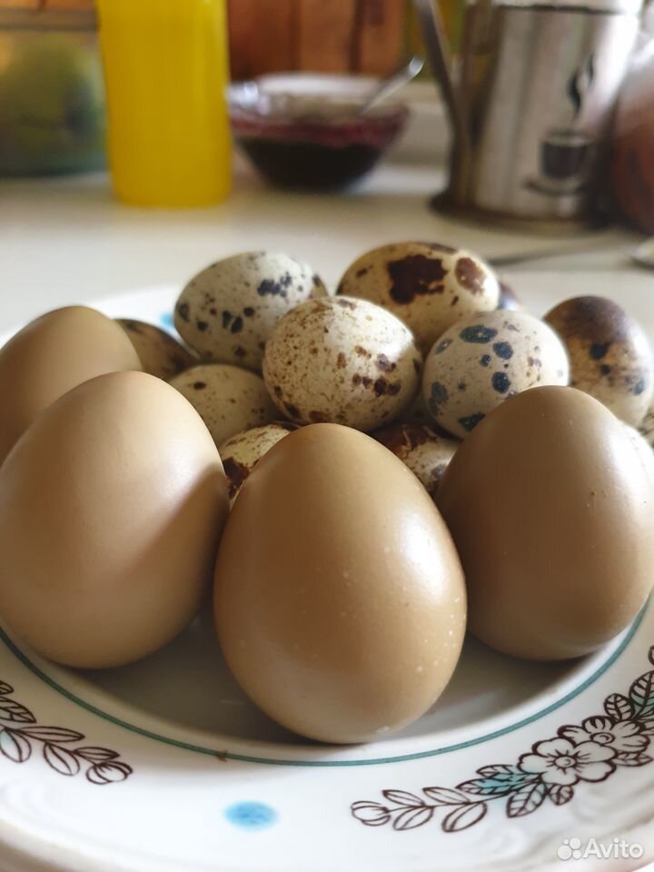 Инкубационное яйцо перепел/фазан купить на Зозу.ру - фотография № 1